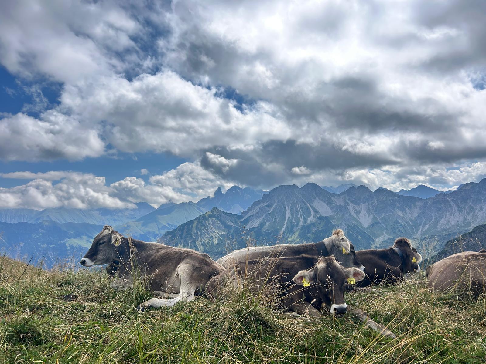 Kühe auf einer Weide im Allgäu